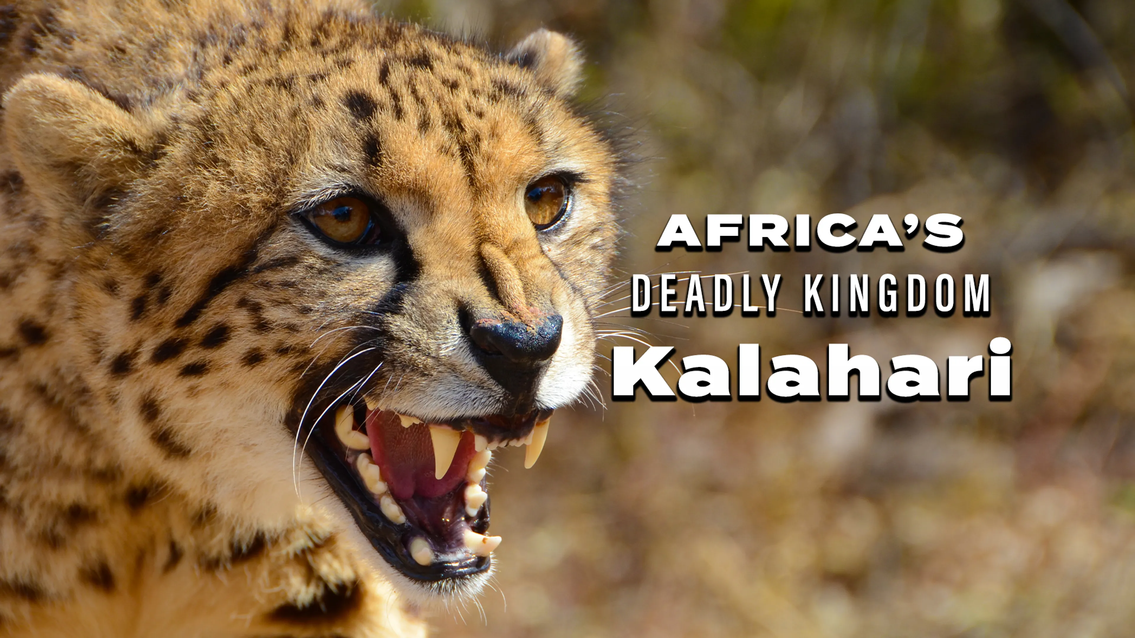 Africa’s Deadly Kingdom: Kalahari poster